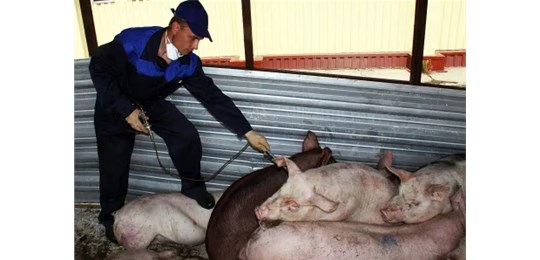 非洲猪瘟无疫小区评估中，广东、吉林、四川等多省纷纷行动！